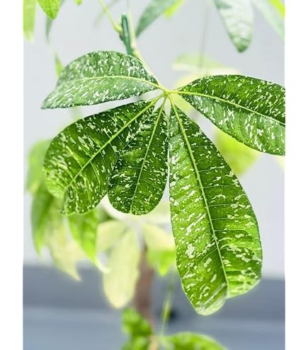 パキラ ミルキーウェイ 3 Amazon｜パキラ ミルキーウェイ 3｜観葉植物 オンライン通販